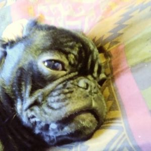 Meet your Posher, Carol